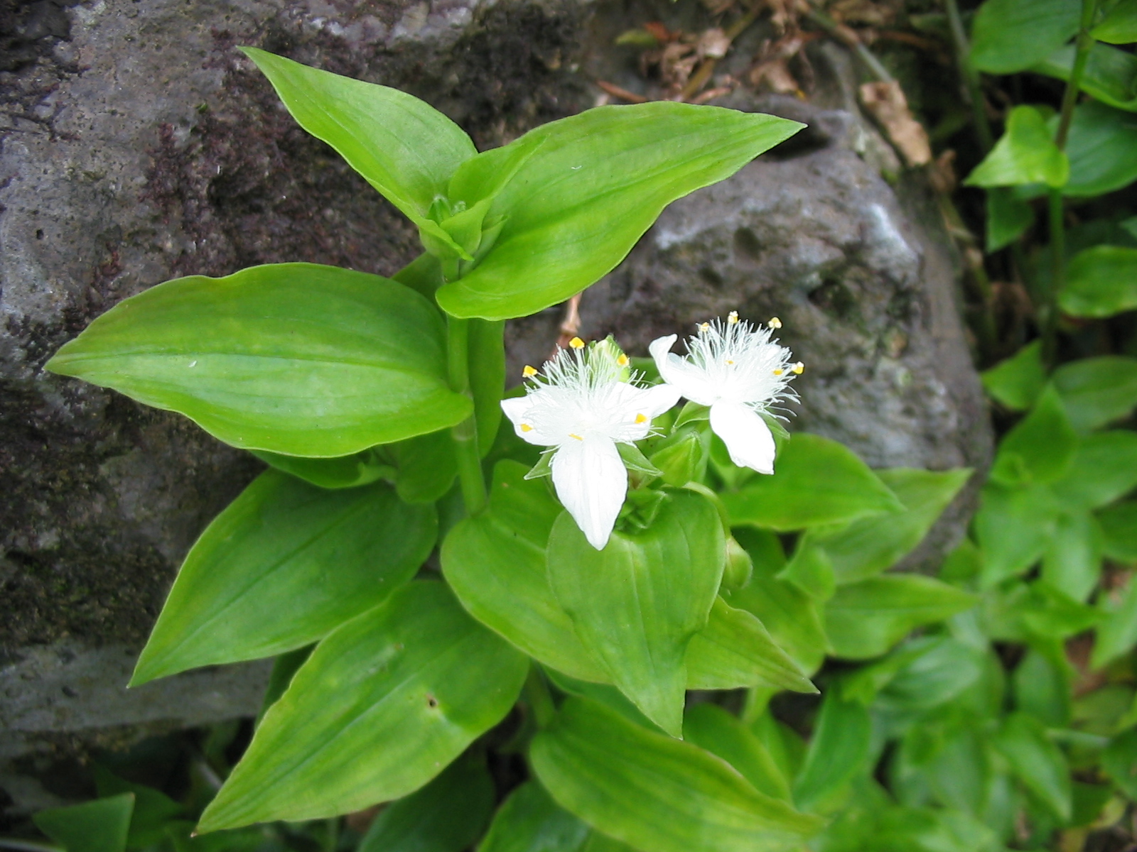 Tradescantia_fluminensis_2 (foto  Ixitixel Wikimedia Commons 2008) preview